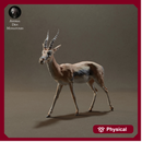Thomson's Gazelle