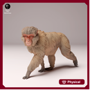 Japanese Macaque 1/87