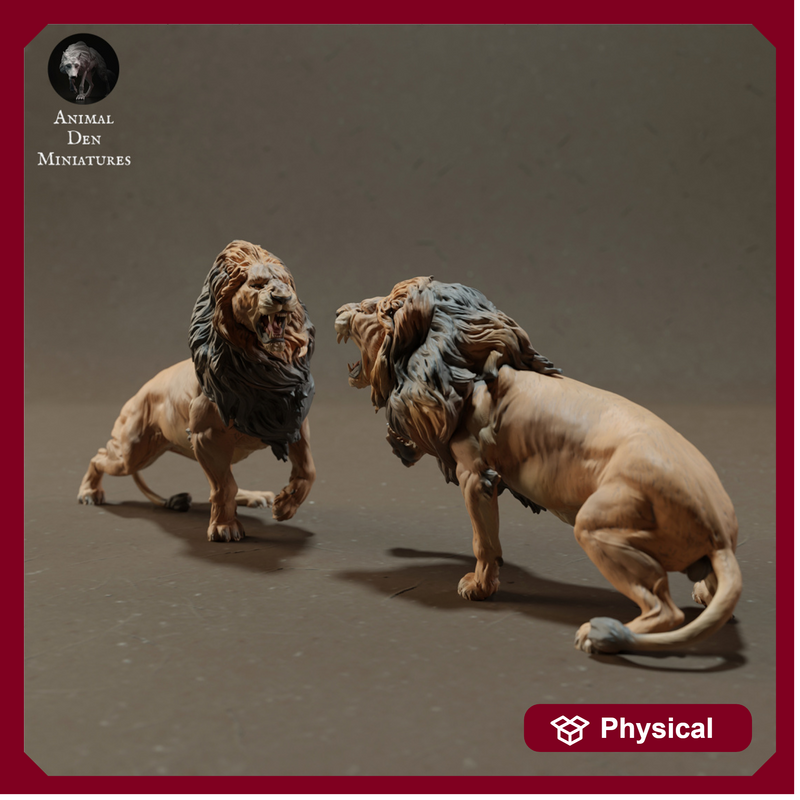Lions Fighting 1/43