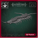 Giant whiptail Centipede