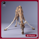 Rothschild's Giraffe Female Drinking 1/43
