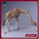 Rothschild's Giraffe Female and Calf 1/43