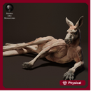 Red Kangaroo Jack Lying