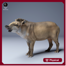 Brazilian Tapir 1/43