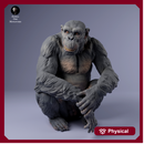 Chimpanzee Sitting 1/43