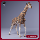 Rothschild's Giraffe 1/43
