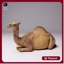 Dromedary Camel Lying Female 1/43
