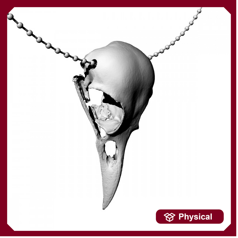 american crow skull