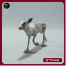 Reindeer / Caribou Calf