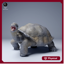 Galapagos Giant Tortoise Eating 1/87
