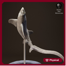 Big Eye Thresher Shark Jumping