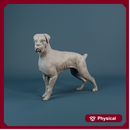 Boxer dog