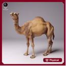 Dromedary Camel Male 1/43