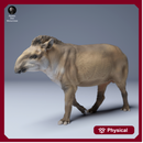 Brazilian Tapir Walking 1/43