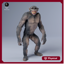 Chimpanzee Grin 1/43