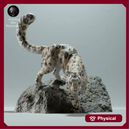 Snow Leopard on a Boulder