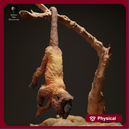 Red Howler Monkey Hanging 1/18