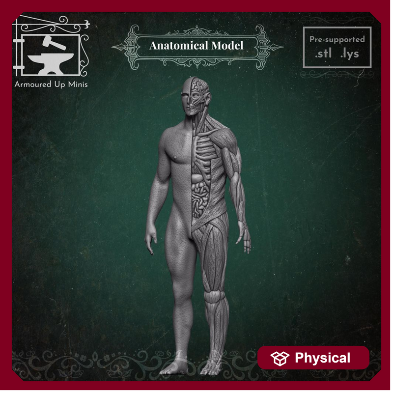 Anatomical Model - Only-Games
