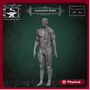 Anatomical Model