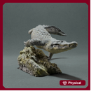 American Alligator - Swim