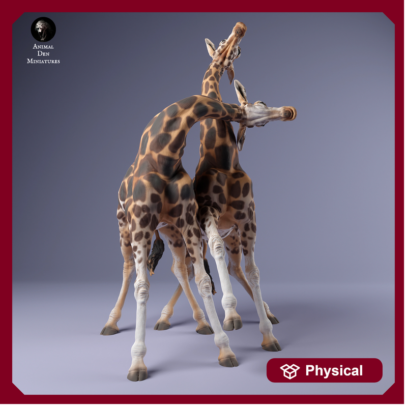 Rothschild's Giraffe Fight 1.43