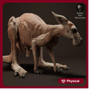 Red Kangaroo Female