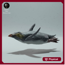 Rockhopper Penguin Swimming