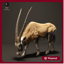 Gemsbok Grazing 1/20