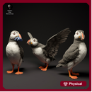 Atlantic Puffins 1/8