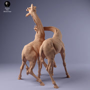 Rothschild's Giraffe Fight 1.43 - Only-Games