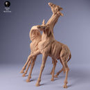 Rothschild's Giraffe Fight 1.43 - Only-Games
