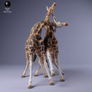 Rothschild's Giraffe Fight 1.43 - Only-Games