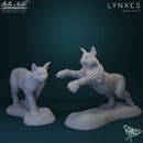Beautiful Creatures Campaign Pack