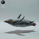 Rockhopper Penguin Swimming - Only-Games