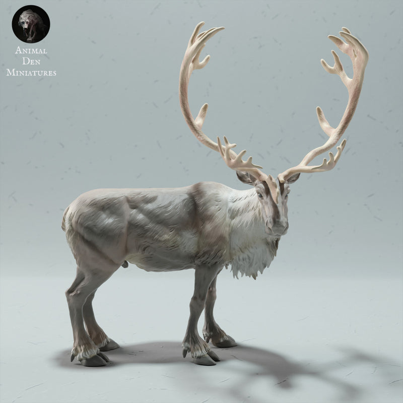 Reindeer / Caribou Bull - Only-Games