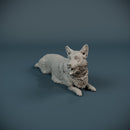 Corgi dog lying down - Only-Games