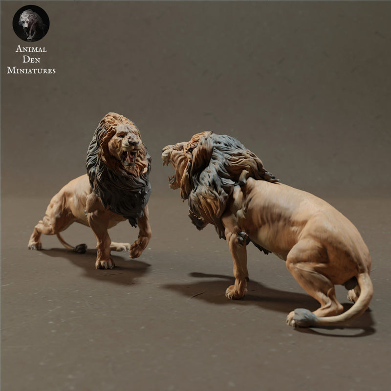 Lions Fighting - Only-Games