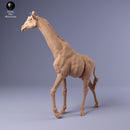 Rothschild's Giraffe 1/43 - Only-Games