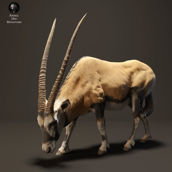 Gemsbok Grazing 1/20 - Only-Games