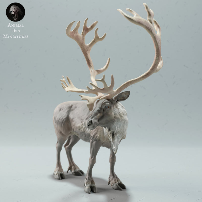 Reindeer / Caribou Bull - Only-Games