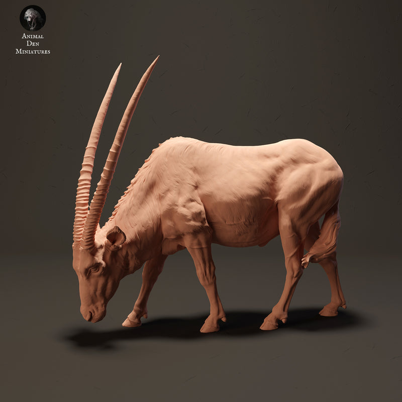 Gemsbok Grazing 1/20 - Only-Games