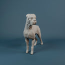 Boxer dog - Only-Games