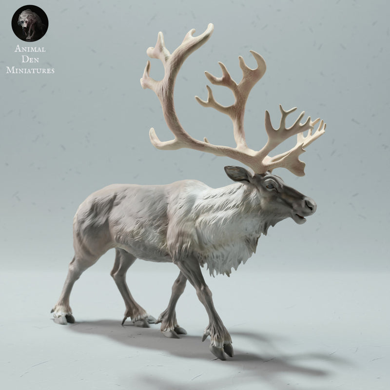 Reindeer / Caribou Bull Calling - Only-Games