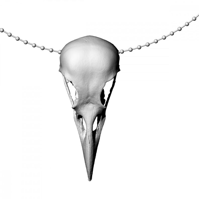 american crow skull - Only-Games