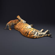 Bengal Tiger and Cub Playing 1/43 - Only-Games