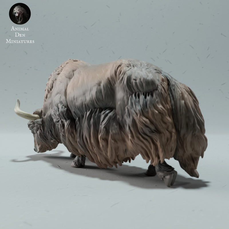 Himalayan Wild Yak Grazing - Only-Games