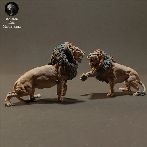 Lions Fighting - Only-Games
