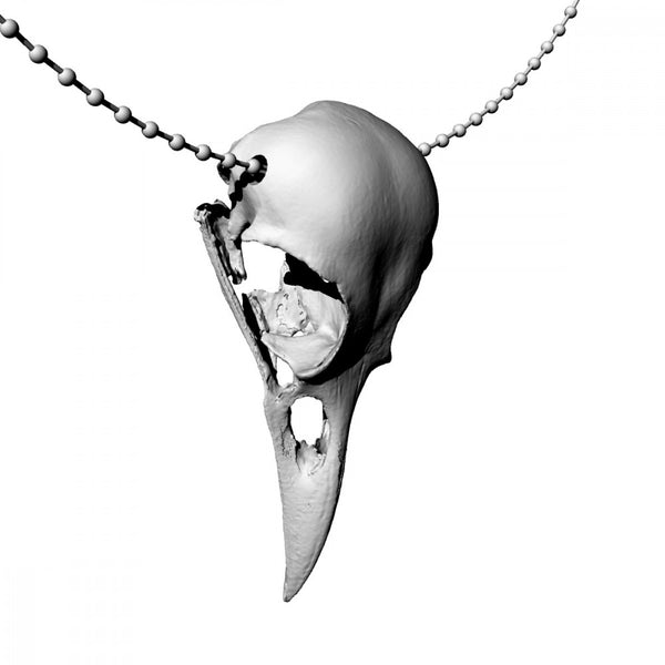 american crow skull - Only-Games