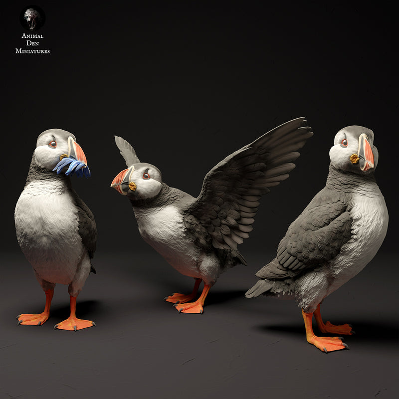 Atlantic Puffins 1/8 - Only-Games