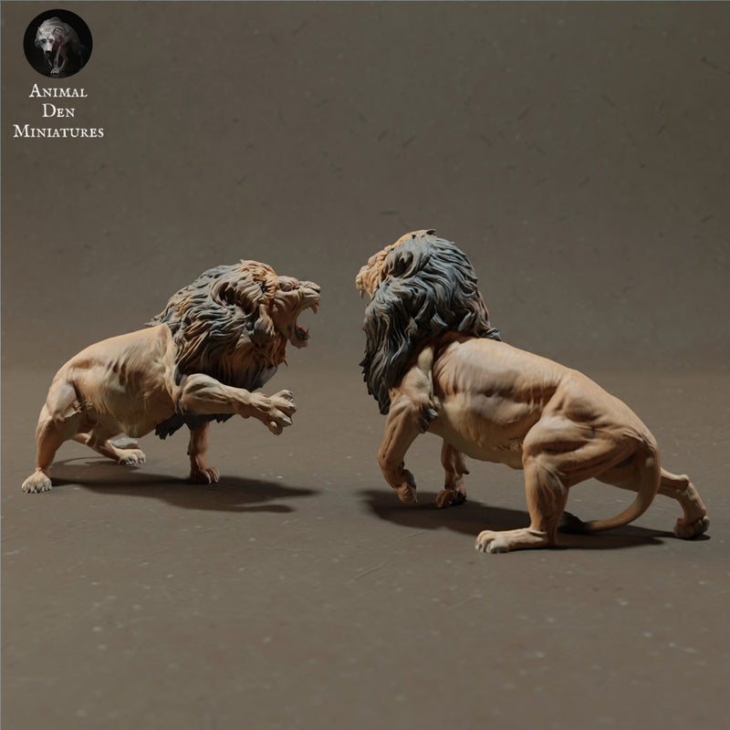 Lions Fighting - Only-Games